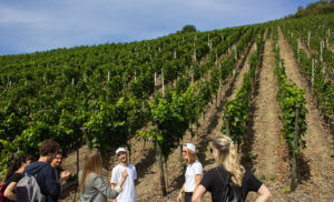 Mehr über den Artikel erfahren Einmaliger Junggesell*Innen-Abschied rund um das Thema Wein